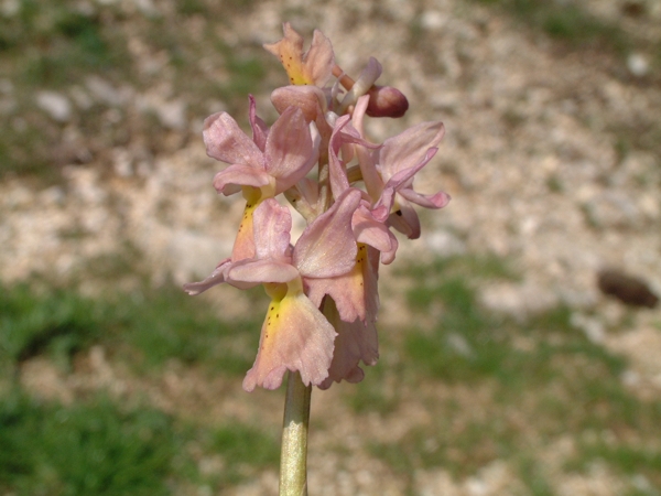 Orchis xcolemanii (ibrido: O. mascula x O. pauciflora)